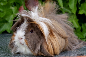 Cavia