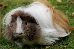 Cavia