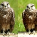 Roofvogel-(valk)