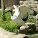 Heilige Ibis