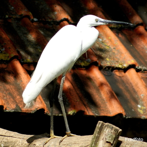 Zilverreiger