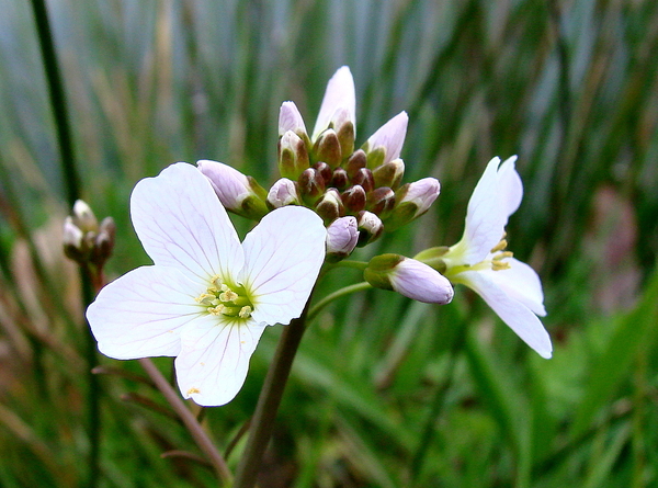 Pinksterbloem