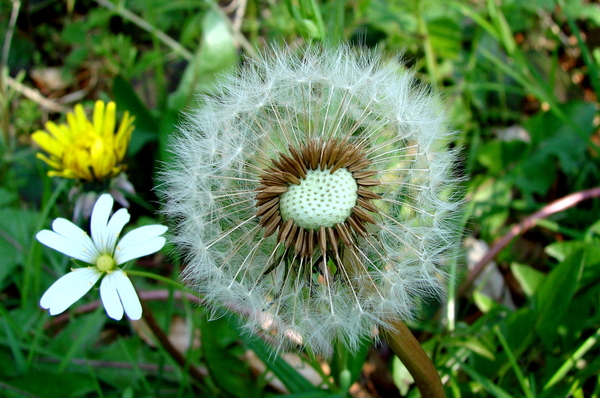 Paardebloem