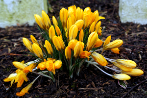 crocussen