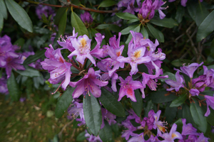 Rhododendrons