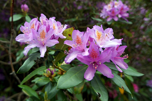 Rhododendrons