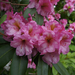 Rhododendrons