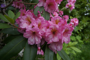 Rhododendrons