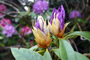 Rhododendrons