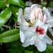 Rhododendrons