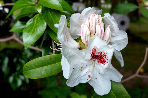 Rhododendrons