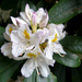 Rhododendrons