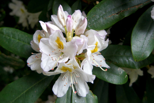 Rhododendrons