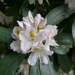 Rhododendrons