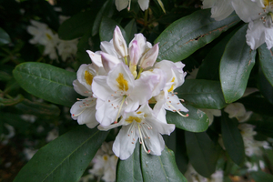 Rhododendrons