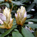 Rhododendrons