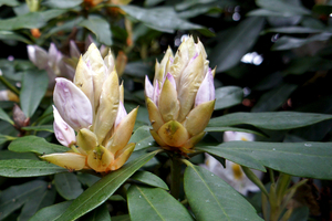 Rhododendrons