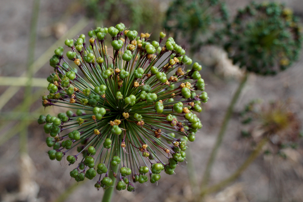 Bloemen