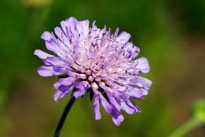 Bloemen