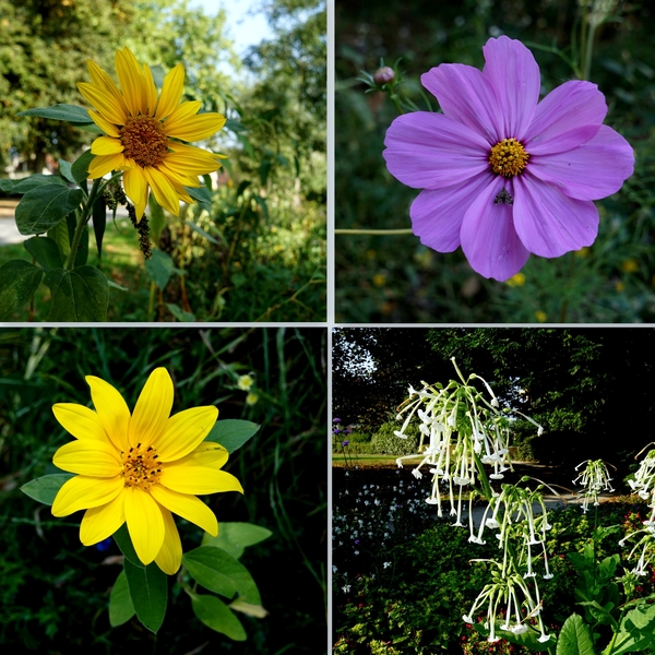 stsebastiaanspark-15-9-2016