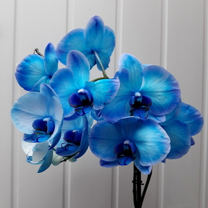 Orchidee