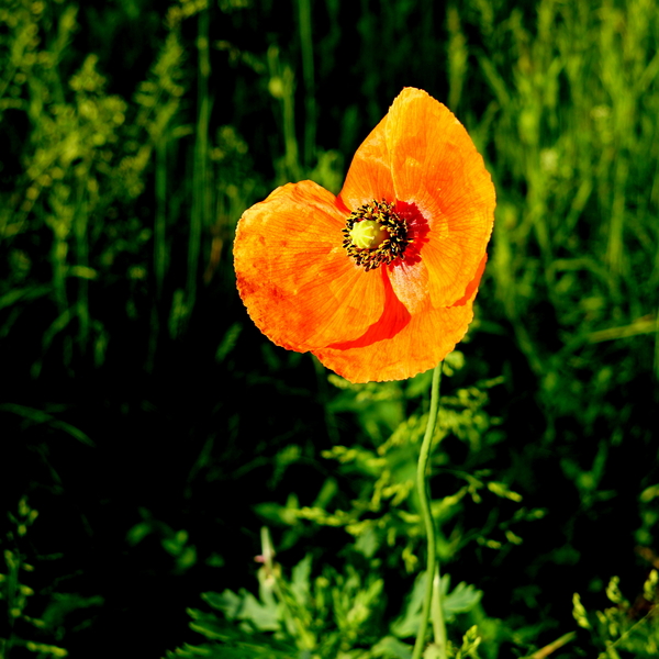 Papaver-Klaproos