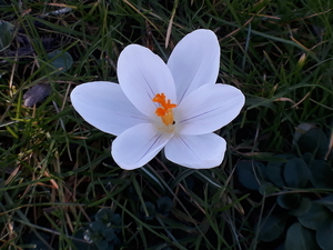 crocussen