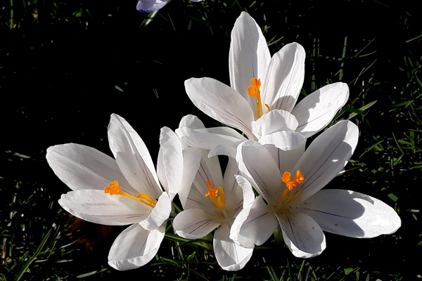 crocussen