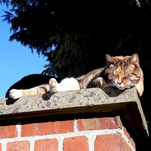 Kat geniet van 20graden in Februari2019