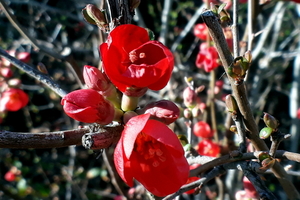 Natuur-Macro