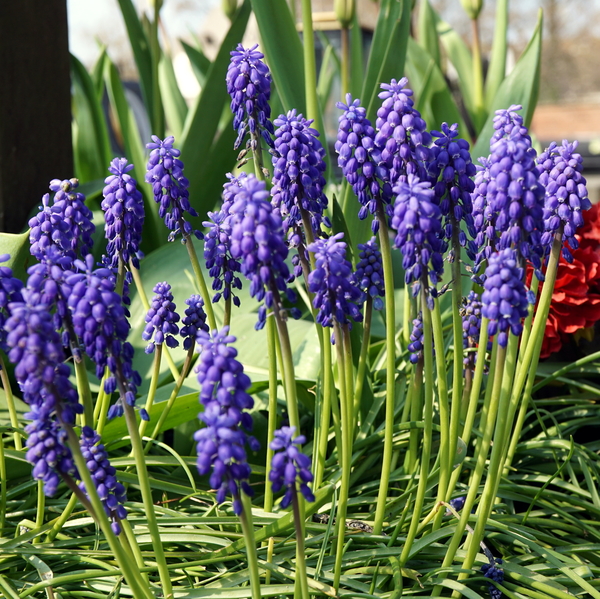 Voorjaarsbloemen