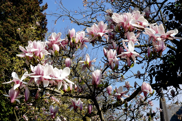 Voorjaarsbloemen