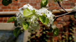 Voorjaarsbloemen