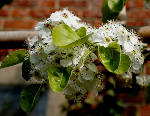 Voorjaarsbloemen