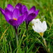 Crocussen-