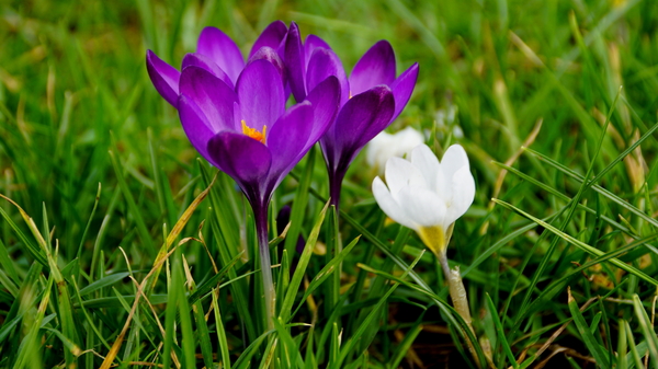 Crocussen-