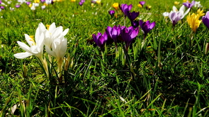 Crocussen-1