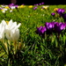 Crocussen-2