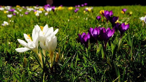 Crocussen-2