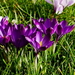 Crocussen-3