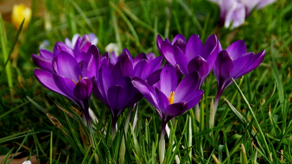 Crocussen-4