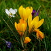 Crocussen-5