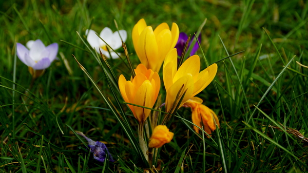 Crocussen-5