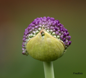 Zaadbolbloemen