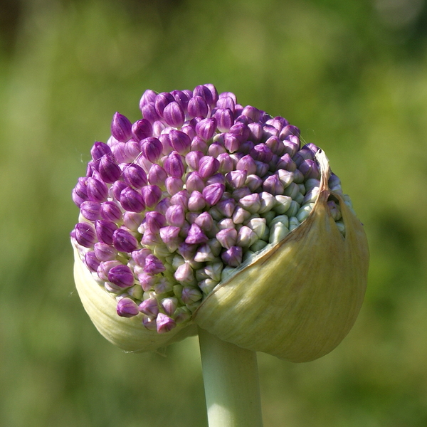 Zaadbolbloemen