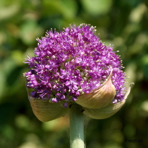 Zaadbolbloemen