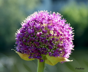 Zaadbolbloemen