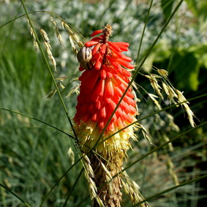 Vuurpijl