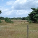 5de dag  Heide in de Brabantse Kempen