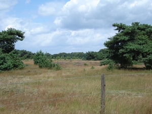 5de dag  Heide in de Brabantse Kempen